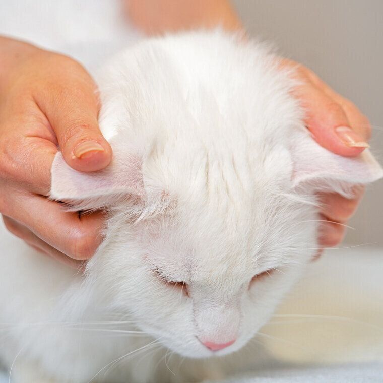 撮影／石原さくら