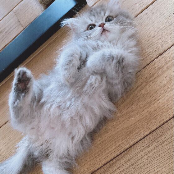 ラガマフィンのLottaくん