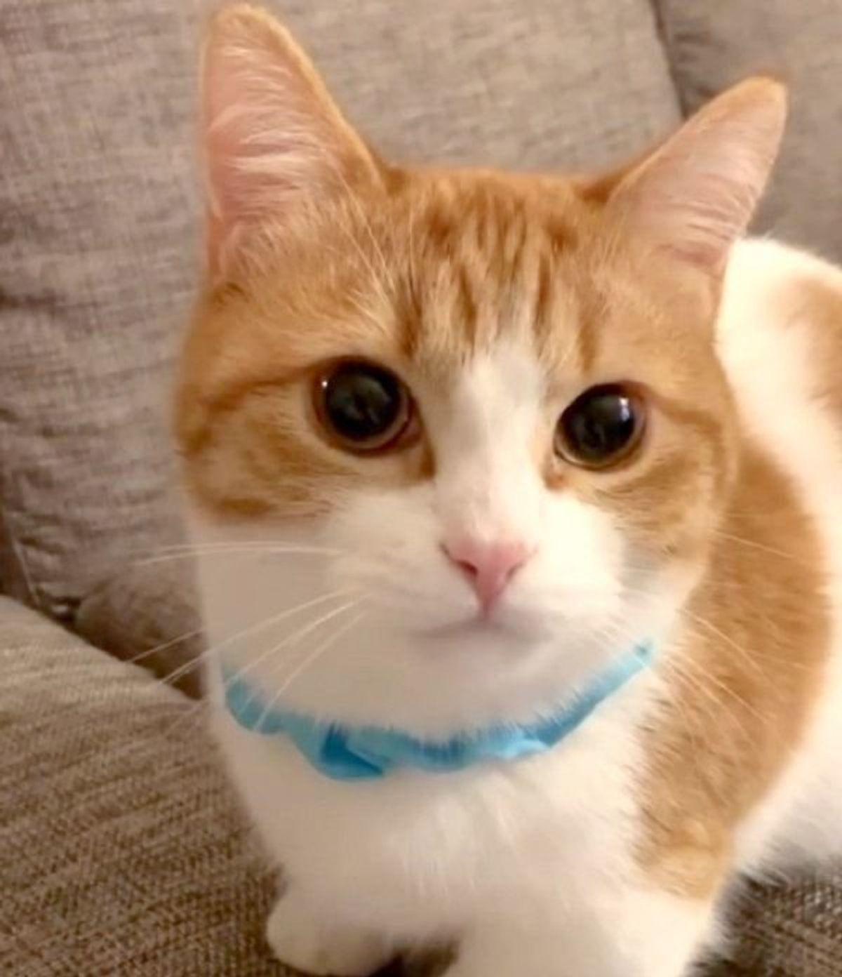 猫のかぶりもの をかぶって プイッ 猫のツンとした態度がたまらん ねこのきもちweb Magazine