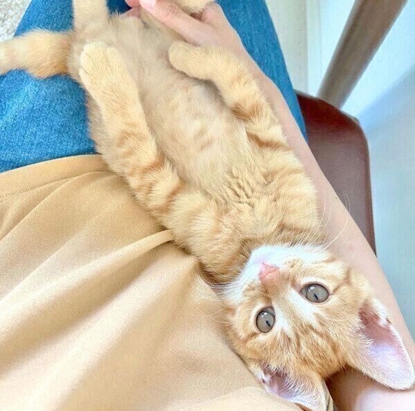 ヘソ天するみゃおちゃん