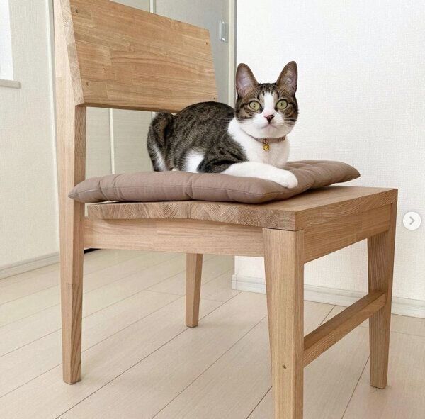 見つめるふきちゃん