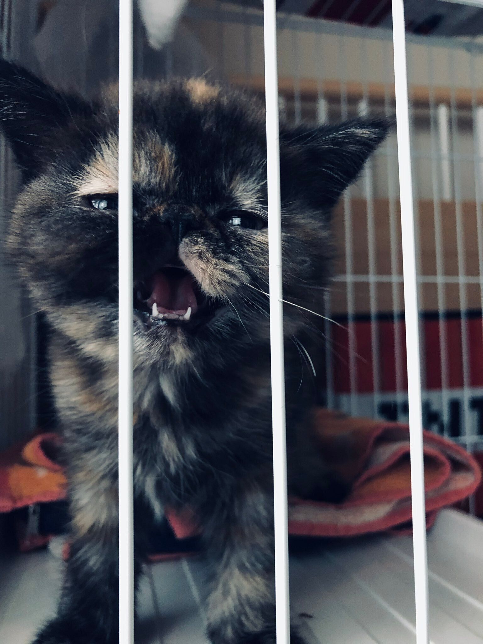 初対面の日に撮影された1枚　エキゾチックショートヘアのきなこちゃん（撮影時生後3カ月）