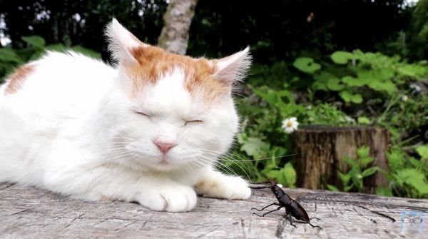 ノコギリクワガタと猫