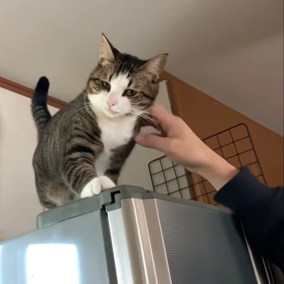 お父さんに呼ばれてついていくおでこちゃん