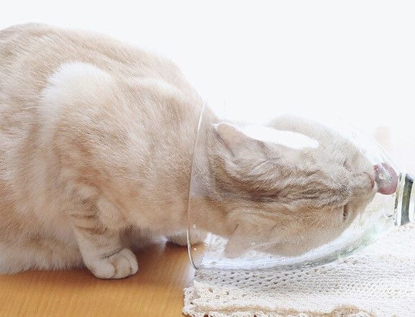 ちゅ〜るを食べる猫