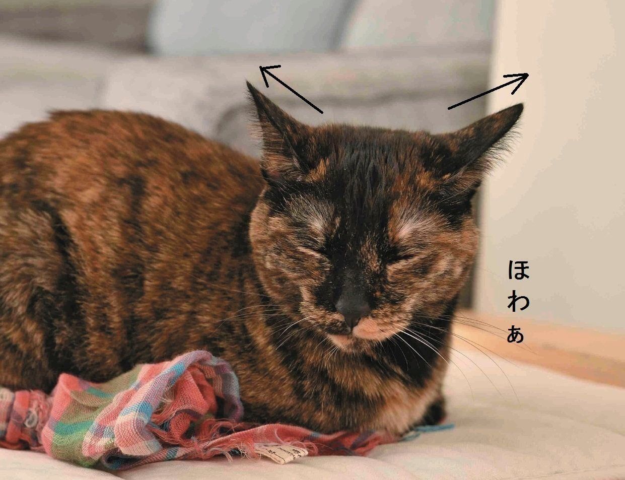 撮影／尾﨑たまき