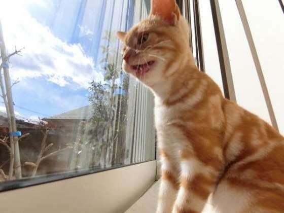 アメリカンショートヘアのペイちゃん