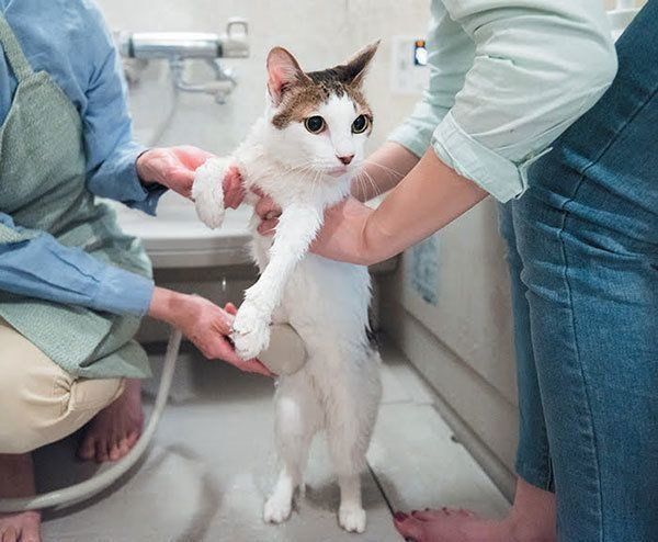 シャンプーされる猫