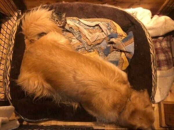 仲良く眠るくうちゃん、かいくん