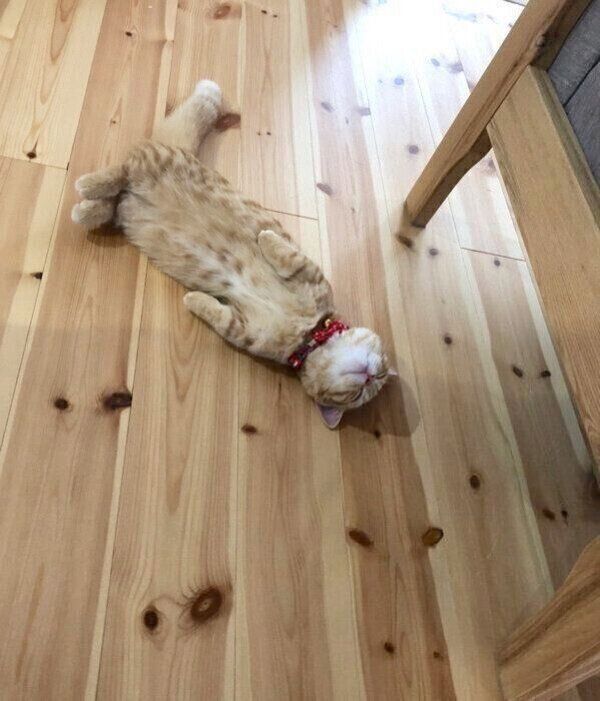 暴れるだけ暴れて爆睡するぷてぃこちゃん