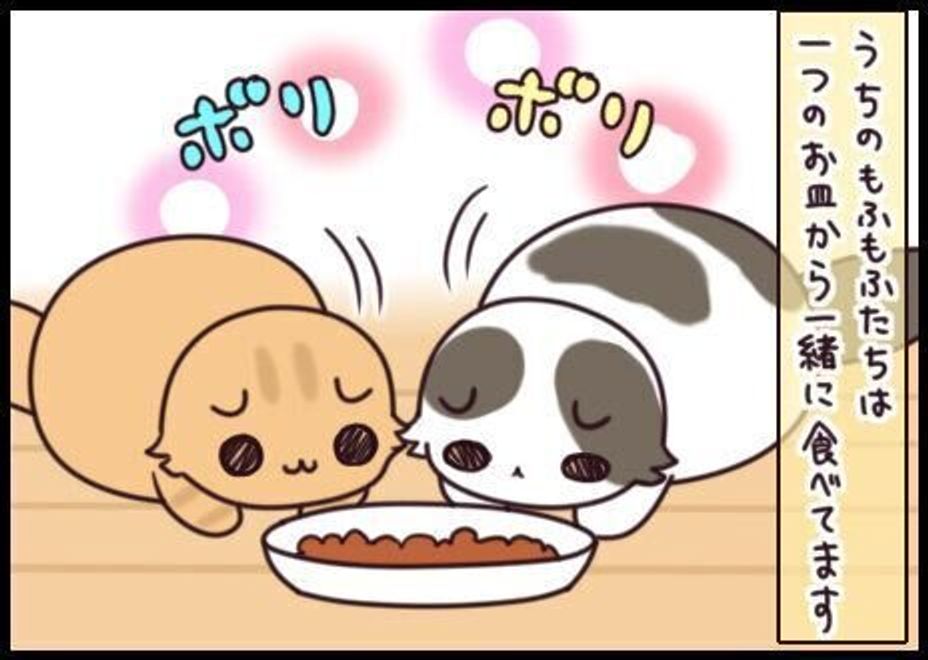 多頭飼いのご飯事情 分ける いっしょにする もふもふスコたん Vol 124 ねこのきもちweb Magazine 多頭飼いのご飯事情 分ける いっしょにする もふもふスコたん Vol 124 ねこのきもちweb Magazine
