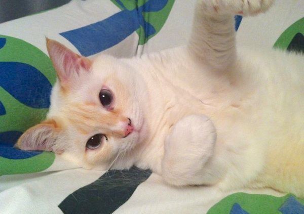 先代猫・ポポちゃん