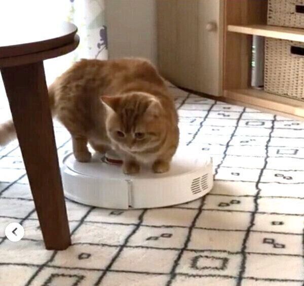 お掃除ロボットの上に乗るぷてぃこちゃん