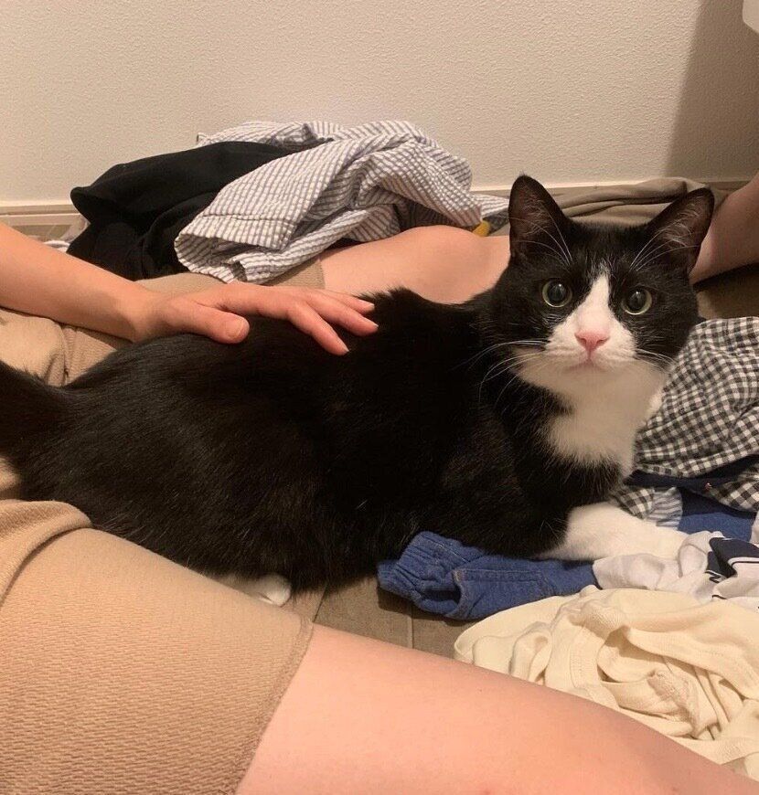 洗濯物の上に座って動かないロロくん