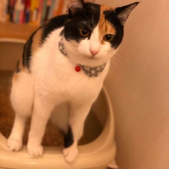 真剣におトイレする猫