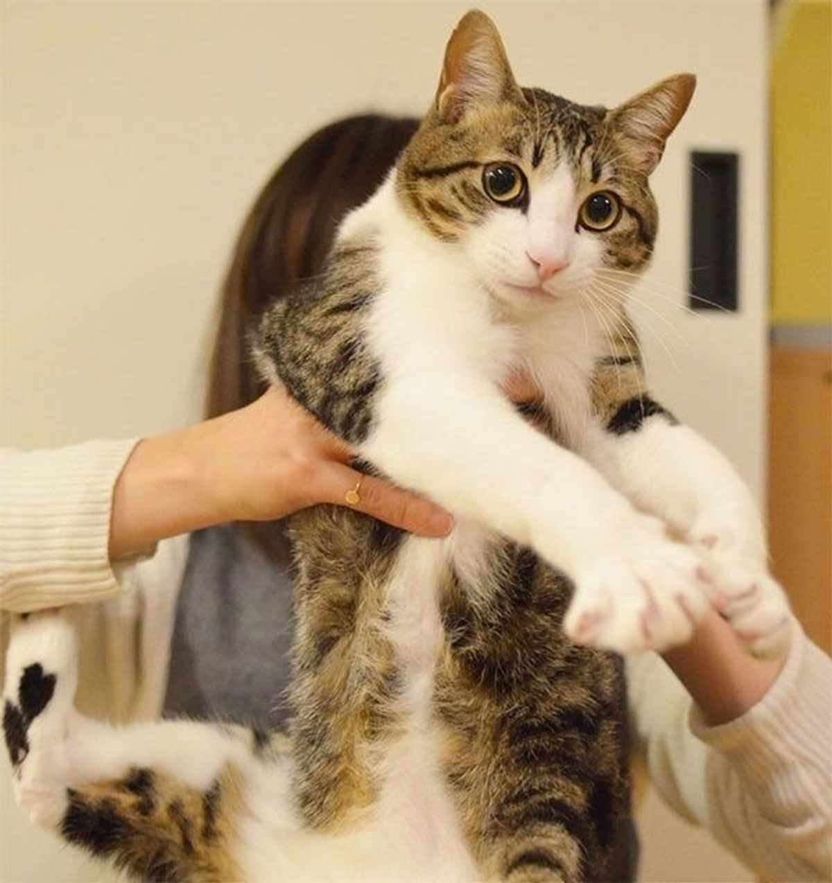 過去のことは聞かない 保護猫しゃこちゃんを迎えた家族の決意 ねこのきもちweb Magazine 過去のことは聞かない 保護猫しゃこちゃんを迎えた家族の決意 ねこのきもちweb Magazine