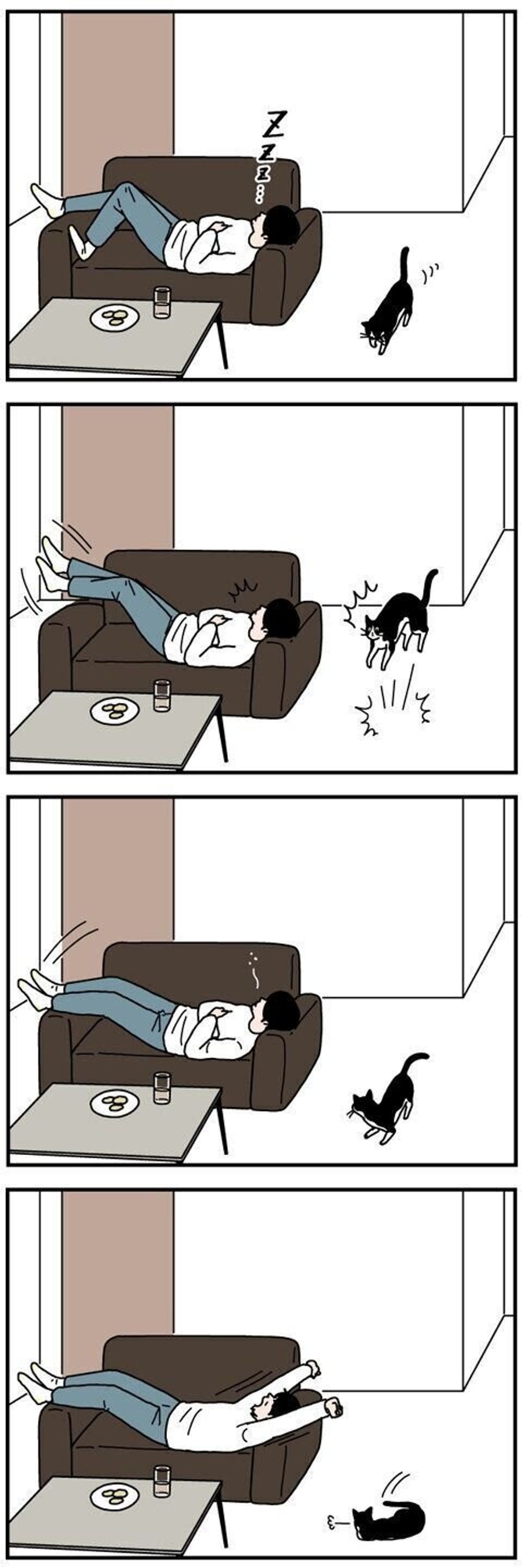 猫のびっくりジャンプ 実はすごい 男の猫道 ねこのきもちweb Magazine限定話 Vol 153 ねこのきもちweb Magazine 猫のびっくりジャンプ 実はすごい 男の猫道 ねこのきもちweb Magazine限定話 Vol 153 ねこのきもちweb Magazine