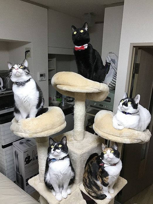 ゴキブリ VS 5猫神〜ゴキブリどもに告ぐ〜