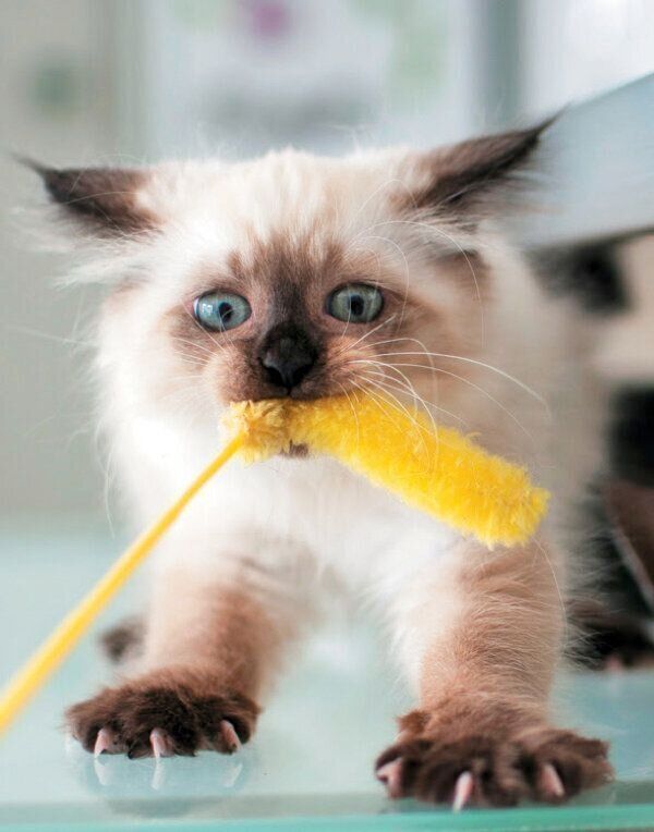 おもちゃで遊ぶ猫