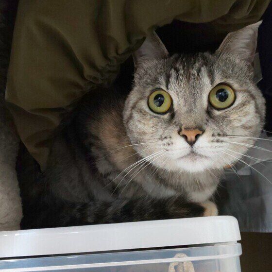 狭い場所に隠れるサバトラ猫