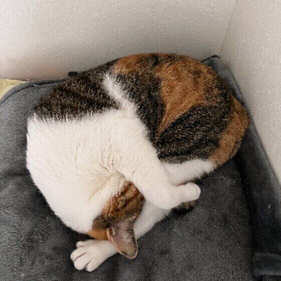 アンモニャイトするリコちゃん（MIX）