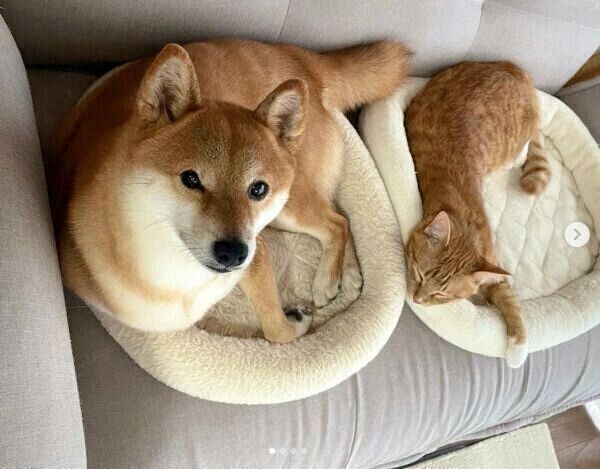 まったりする犬のぷくちゃんと猫のりんくん