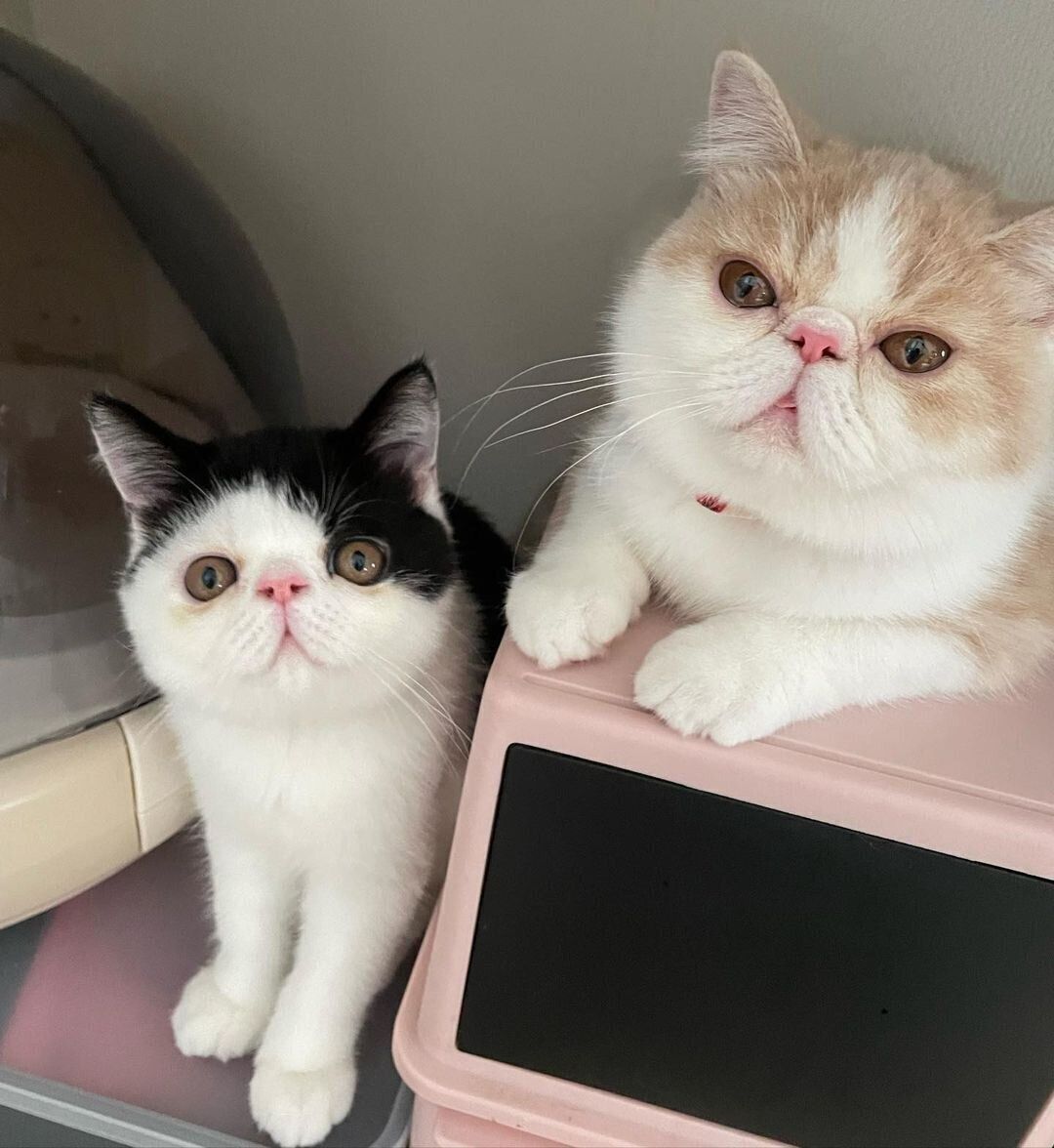 かわいいお顔でカメラを見つめるおにぎりくん＆おかゆちゃん