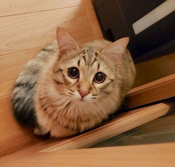 見つめるみきちくん