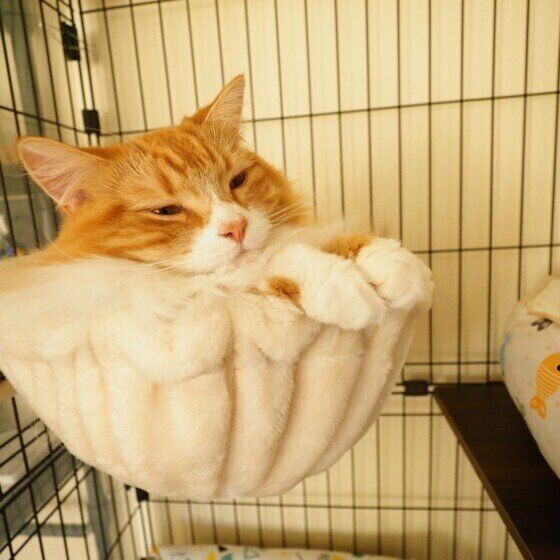 マンチカンのカノンちゃん