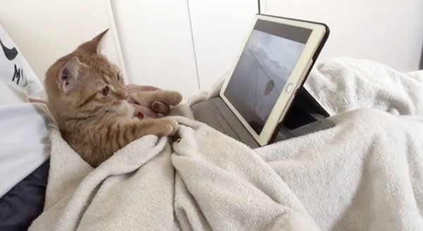 YouTubeを見るマンチカン