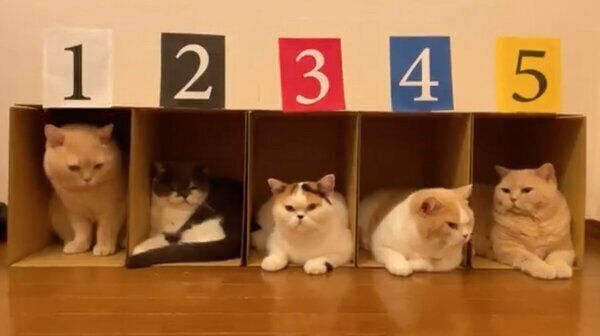 集まる猫たち