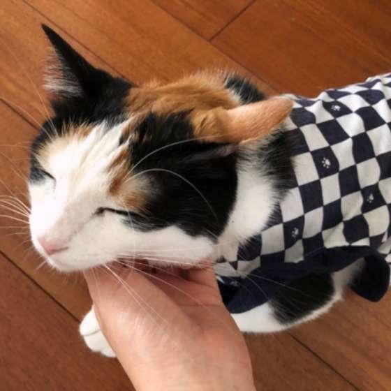 飼い主さんにスリスリする猫