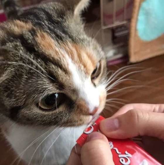 ちゅ〜るを食べるスコティッシュフォールド