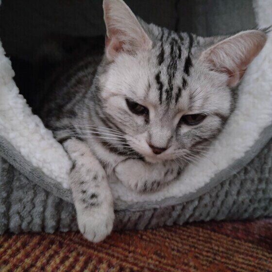 ベッドに入るアメリカンショートヘア