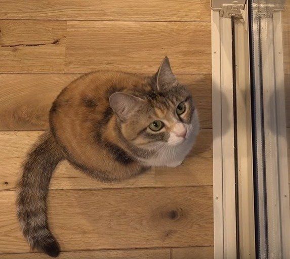 何かを見つめる猫ちゃん