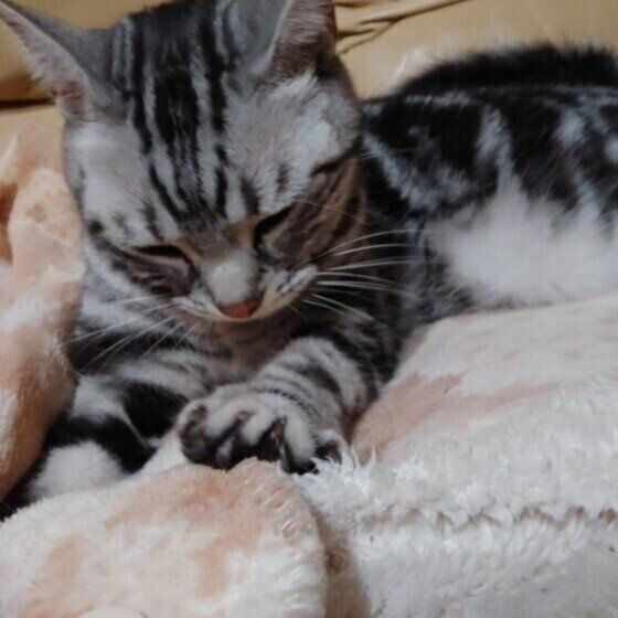 ふみふみするボストンくん（アメリカンショートヘア）