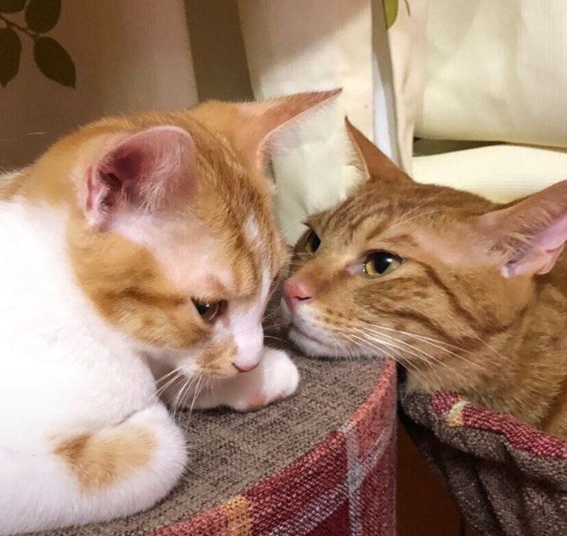 れおくんを見つめるじんくん