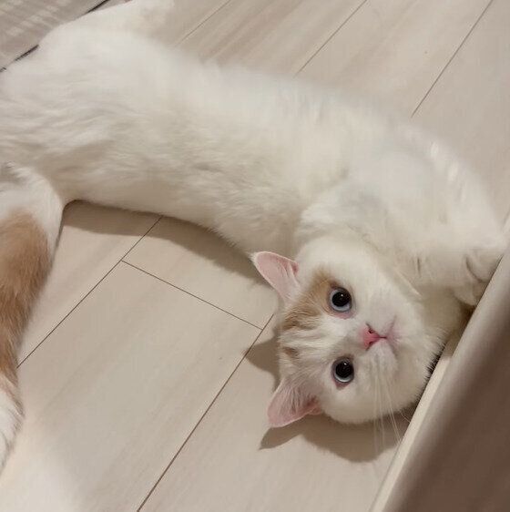 トイレのドアの前で待っていたほたてくん