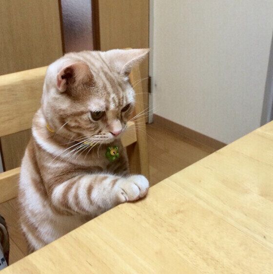 椅子に座るアメリカンショートヘア