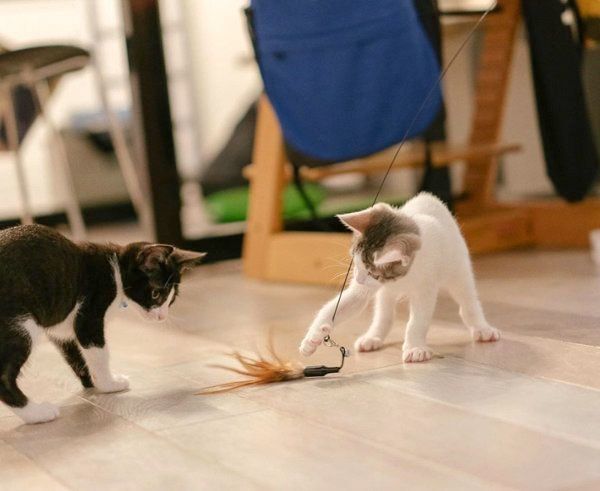 元保護猫・ナナちゃんとハチくん