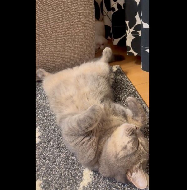 凛太郎くんのしっぽで遊ぶ和音ちゃん