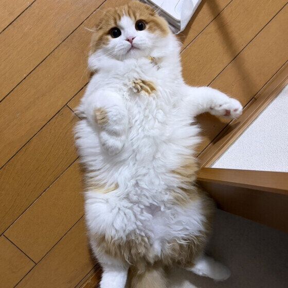  まる  マンチカン