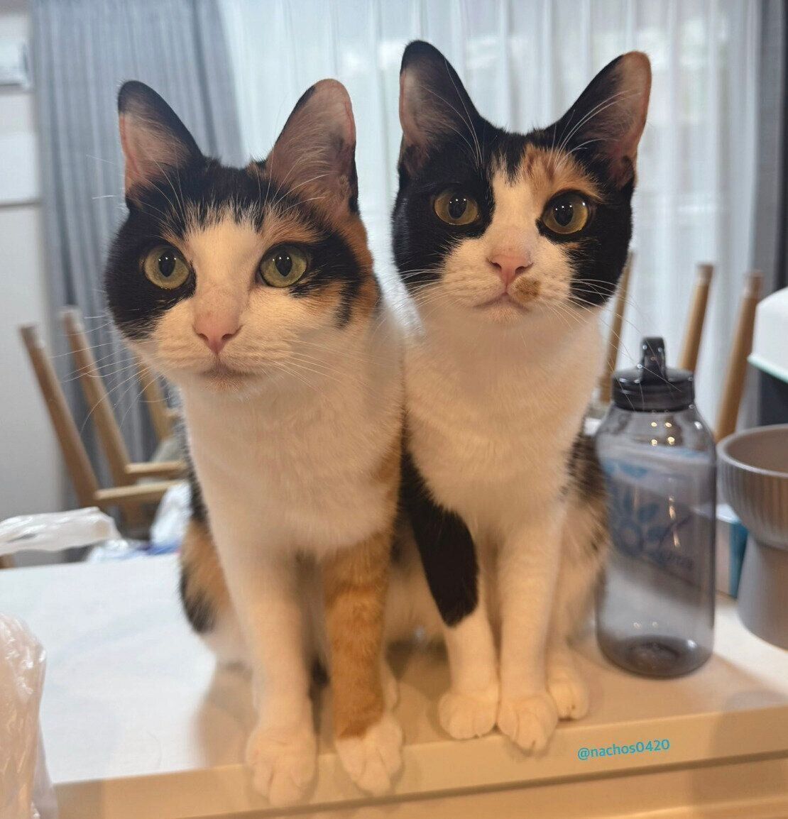 仲良しななっちゃん、スイちゃん。