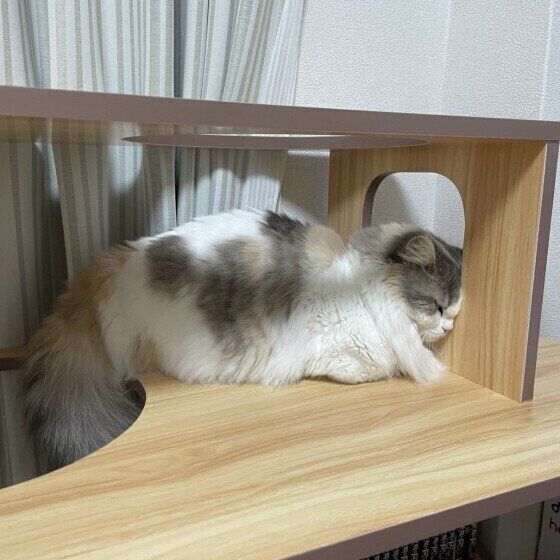 眠るミヌエットの女の子