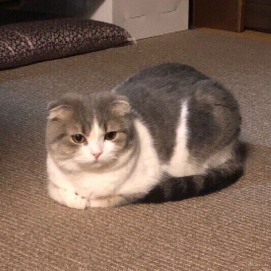 猫のかわいい 香箱座り はリラックスしてる表れ かわいい画像もご紹介 ねこのきもちweb Magazine 猫のかわいい 香箱座り はリラックスしてる表れ かわいい画像もご紹介 ねこのきもちweb Magazine