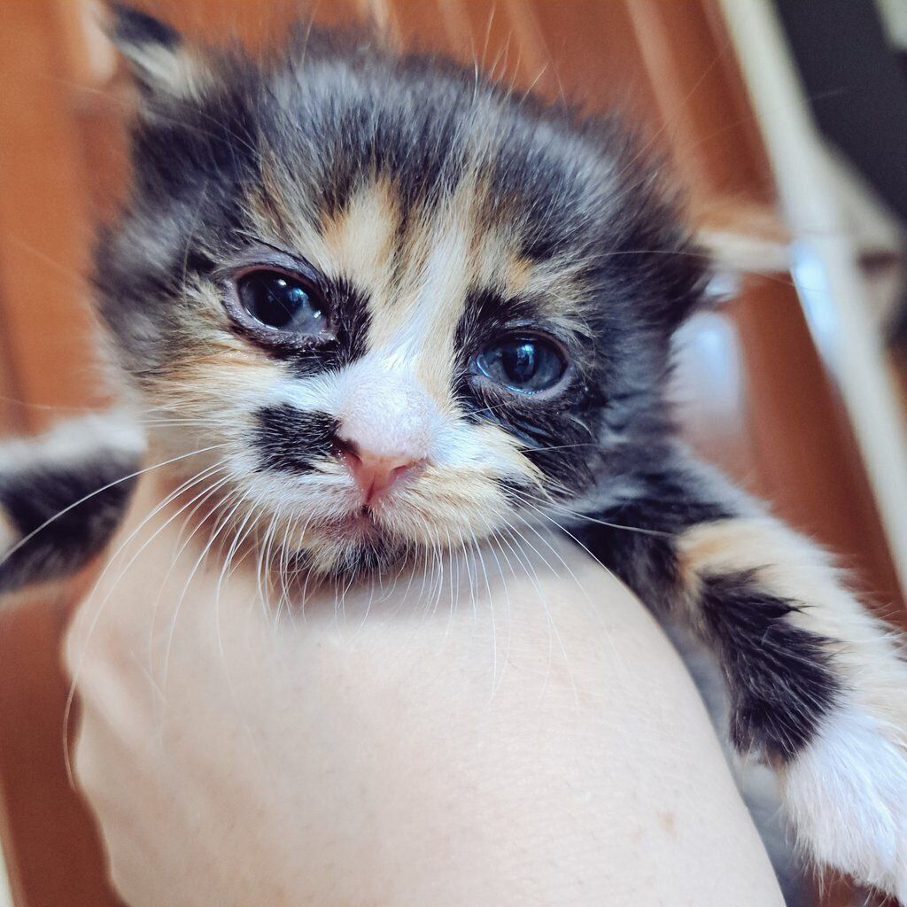 お迎えから少し経った麦ちゃんの様子