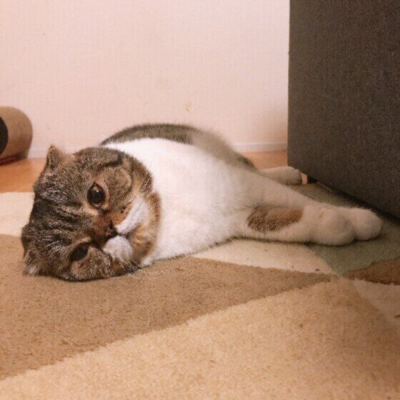 スコティッシュフォールド