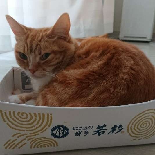 お気に入りのもつ鍋の箱（マンチカン、オス）