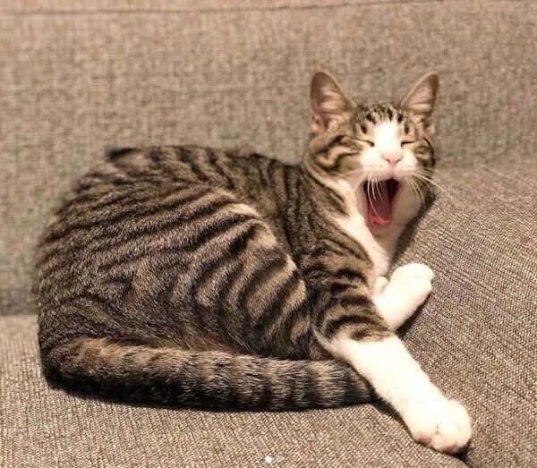 あくびをするチビちゃん