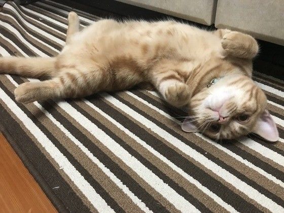 眠るアメリカンショートヘア